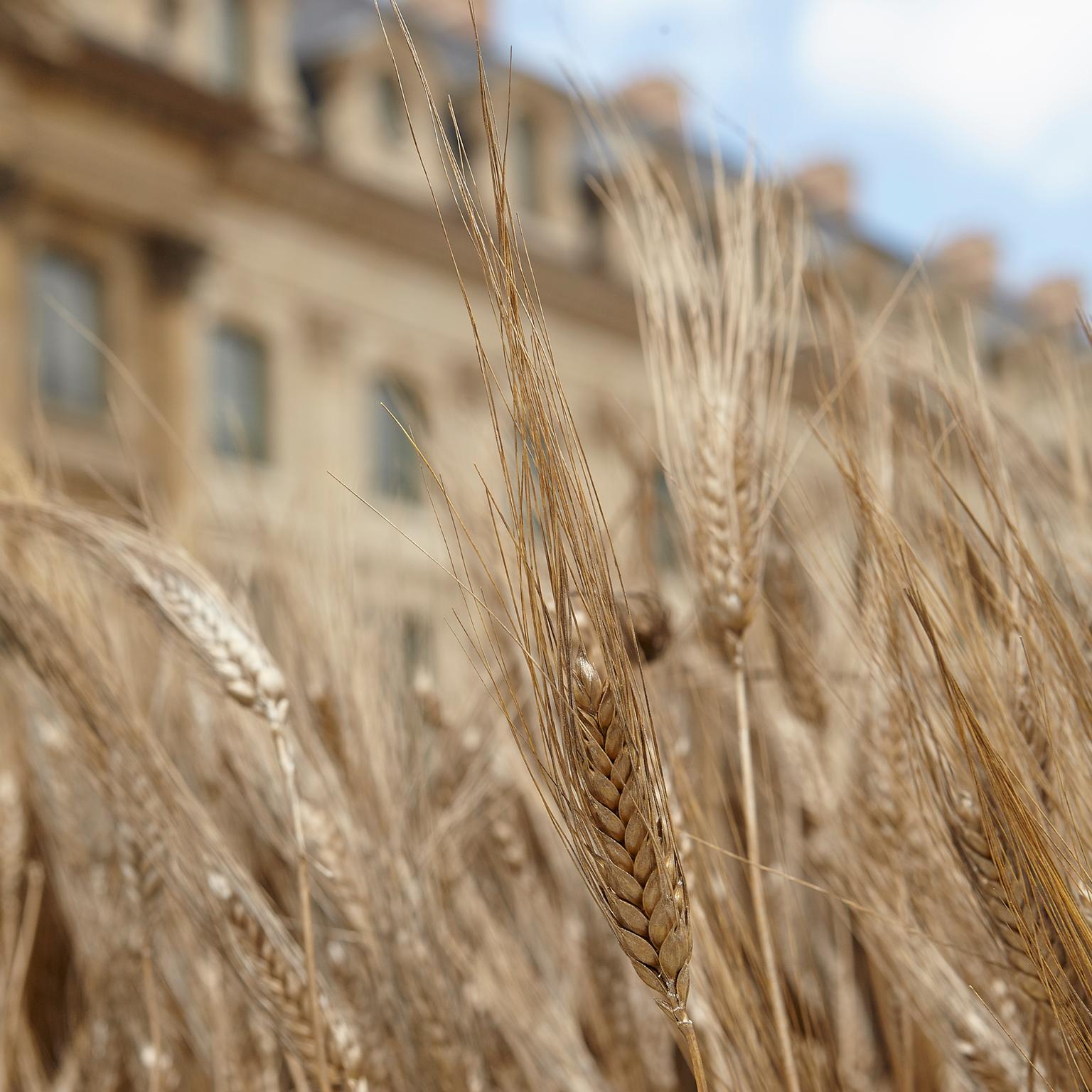 Chanel Les Blés wheat