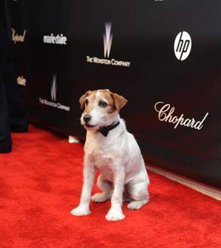 Uggie the dog from The Artist at Golden Globes