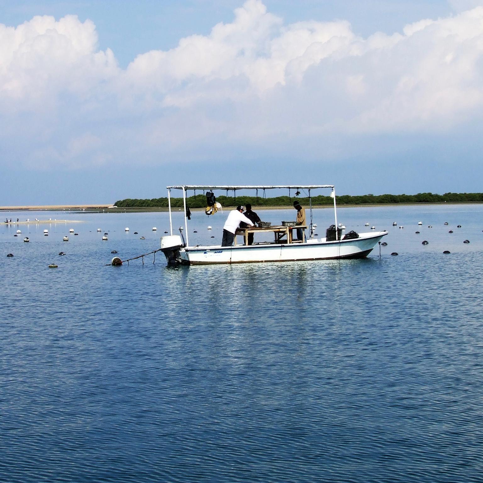 RAK Pearls pearl farm Ras Al Khaimah