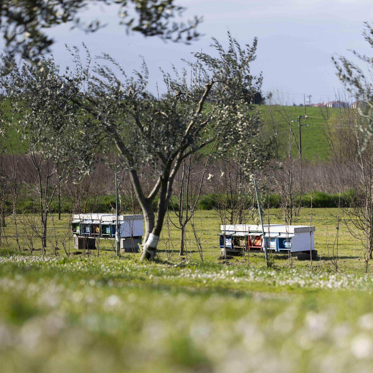 Bee hives at Bvlgari Manutacture