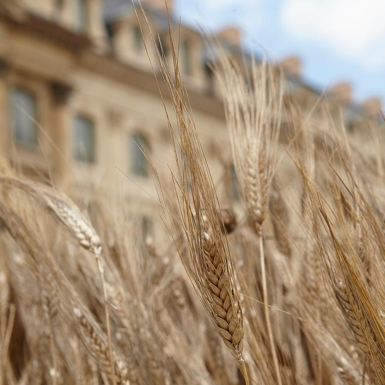 Chanel Les Blés wheat