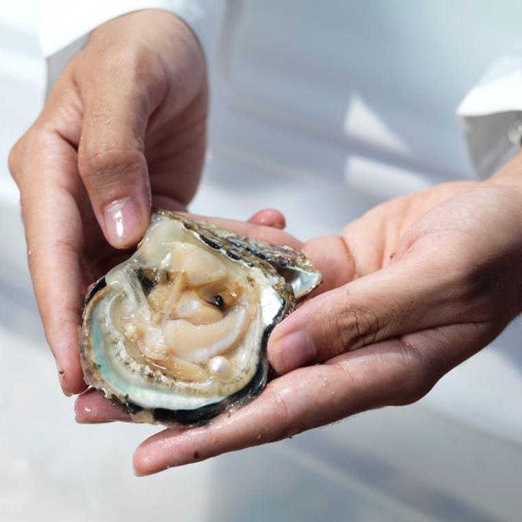 Pearl farming in the Arabian sea