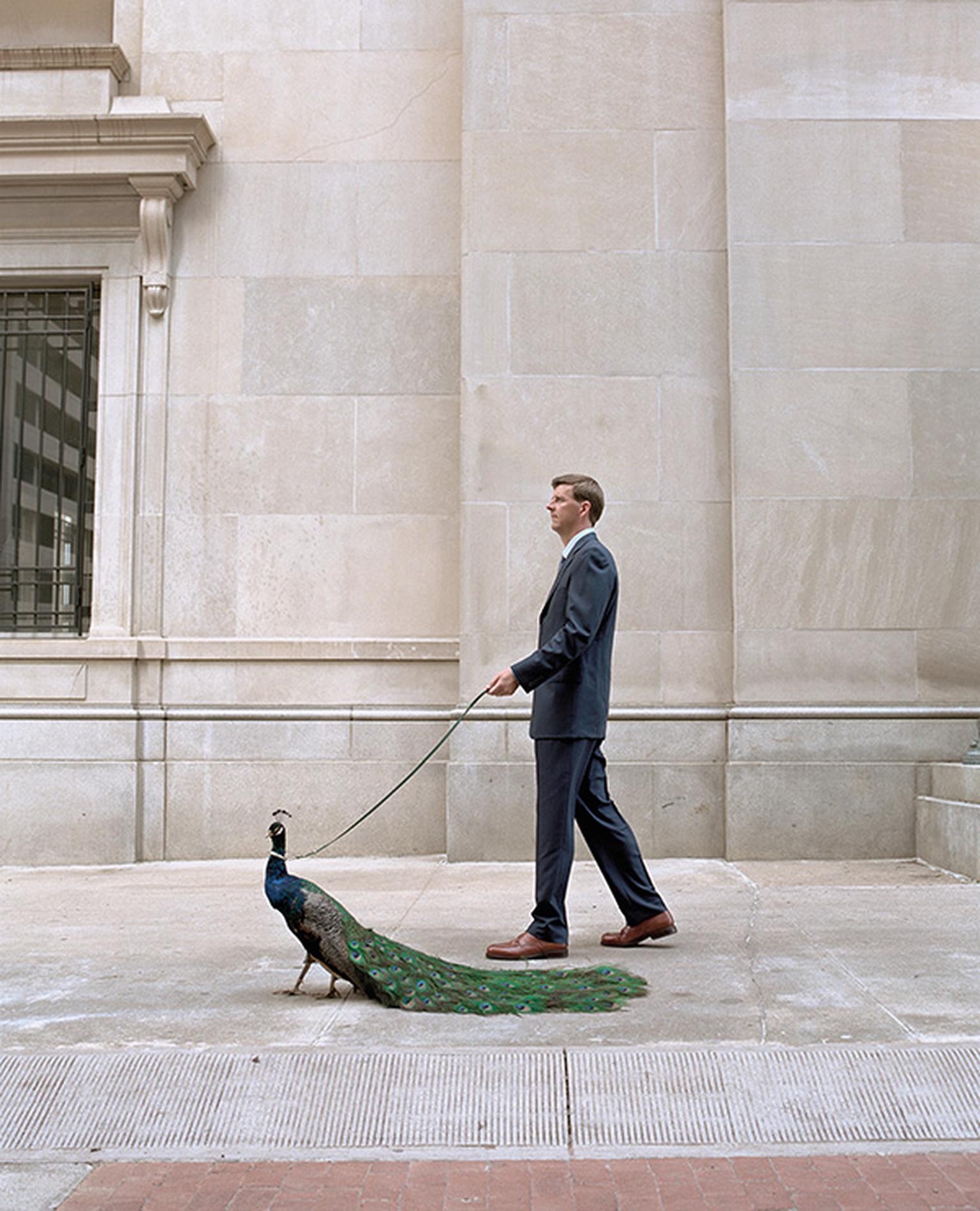 Peacock leash on sale
