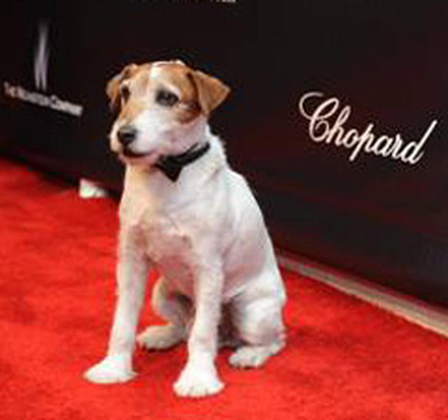 Uggie the dog HP
