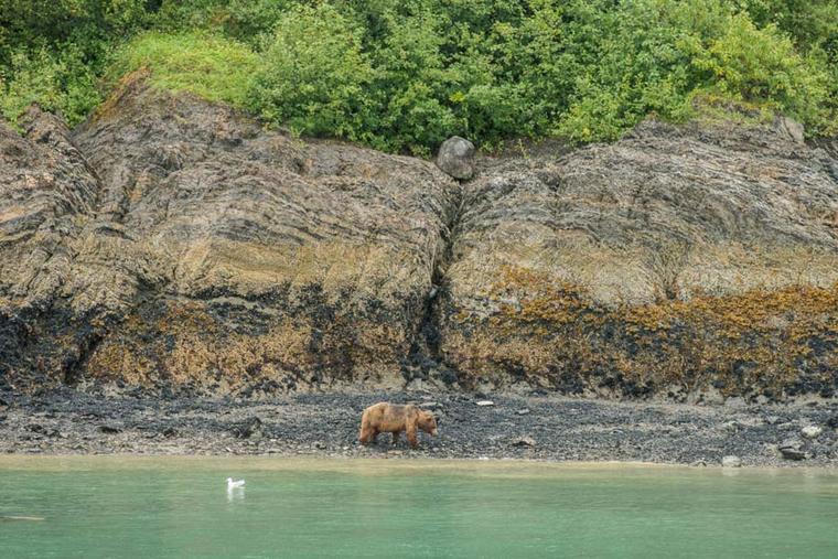 Glacier Bay National Park is home to many species, including the brown bear, which is free to roam the immense forests and drink from the unpolluted freshwater lakes.