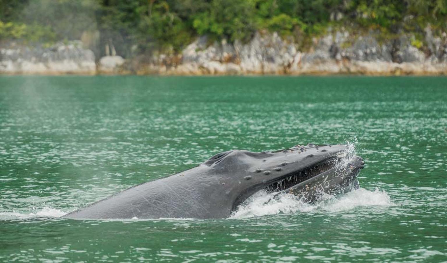 Marine animals live in perfect harmony at Glacier Bay thanks to a set of very strict preservation policies and management rules. The effective administration of the park has allowed species at risk, such as the humpback whale and the sea lion, to find ref