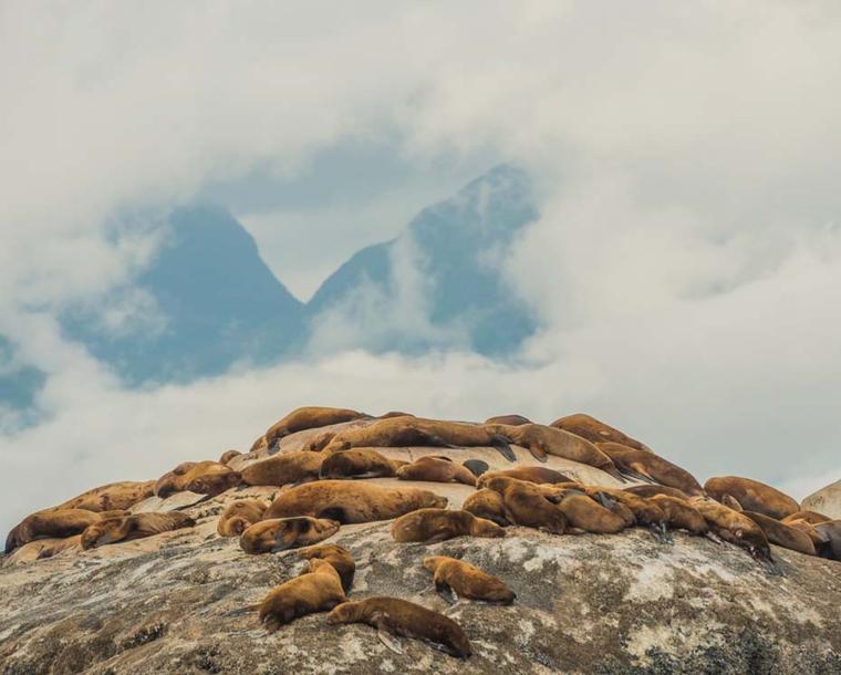 Glacier Bay National Park is home to mammals such as porpoises, seals, sea lions and several species of whales, as well as the famous sea otter whose precious fur almost caused its extinction several centuries ago.