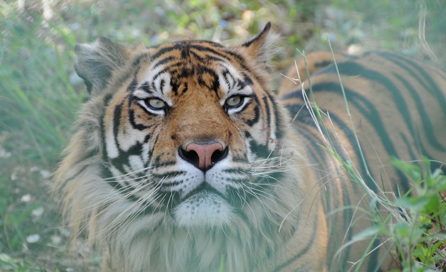 Tiger photographed by Chris Wright. Tigers such as this will benefit from the sale of the Shere Khan necklace by the Born Free Foundation.
