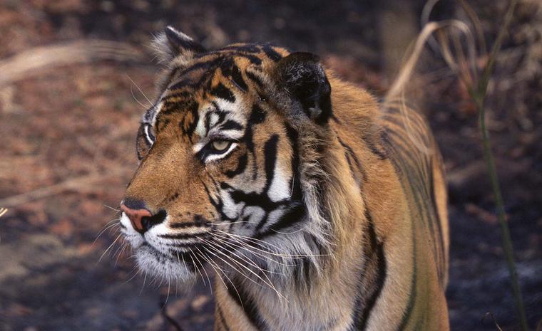 Tiger photographed by Tony Wiles. Tigers such as this will benefit from the sale of the Shere Khan necklace by the Born Free Foundation.